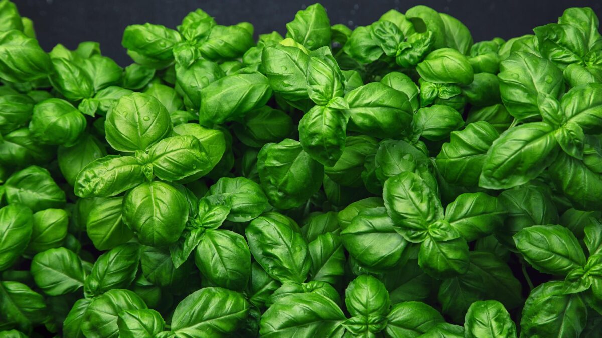 Sempreverde basilico. Amico dei cuochi e della digestione