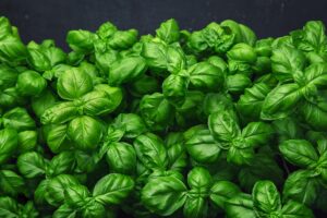 Sempreverde basilico. Amico dei cuochi e della digestione