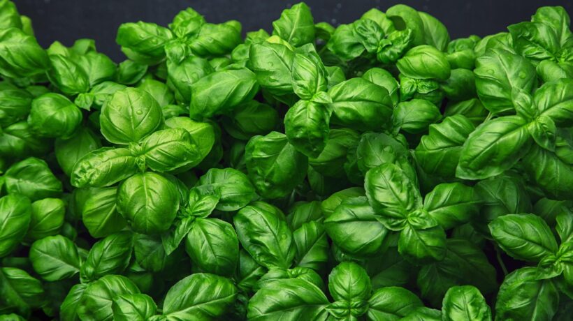 Sempreverde basilico. Amico dei cuochi e della digestione