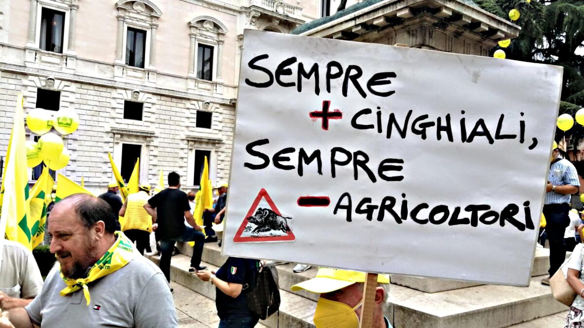 Mentre i cinghiali invadono le città tornano i referendum contro la caccia