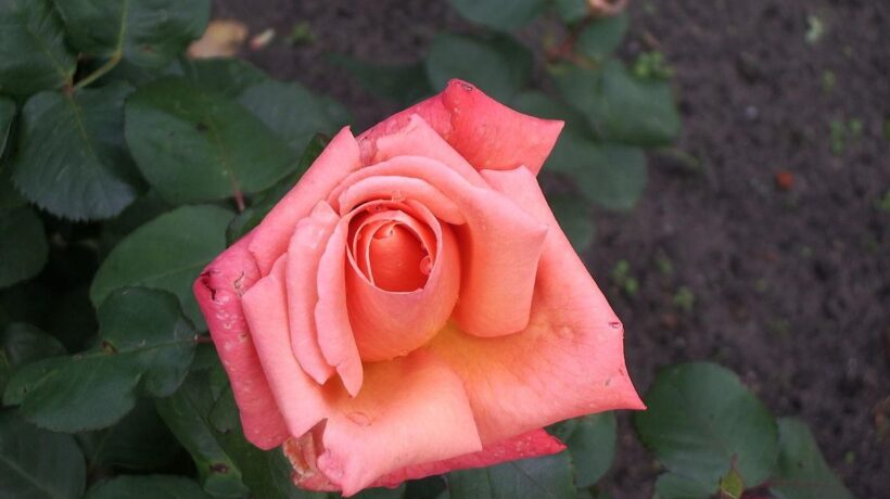 Il fiore perfetto per i giardinieri più pigri