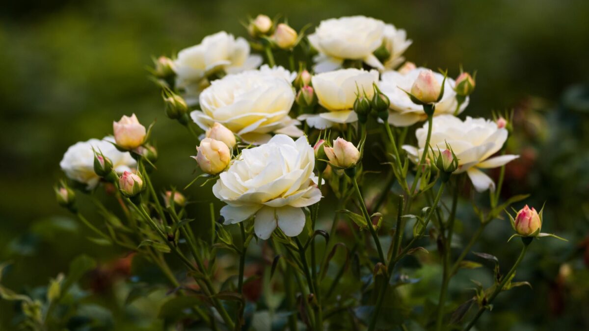 Una rosa bianca può darci un nuovo inizio
