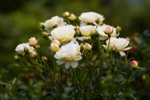 Una rosa bianca può darci un nuovo inizio
