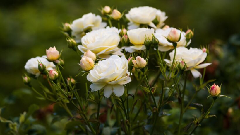 Una rosa bianca può darci un nuovo inizio