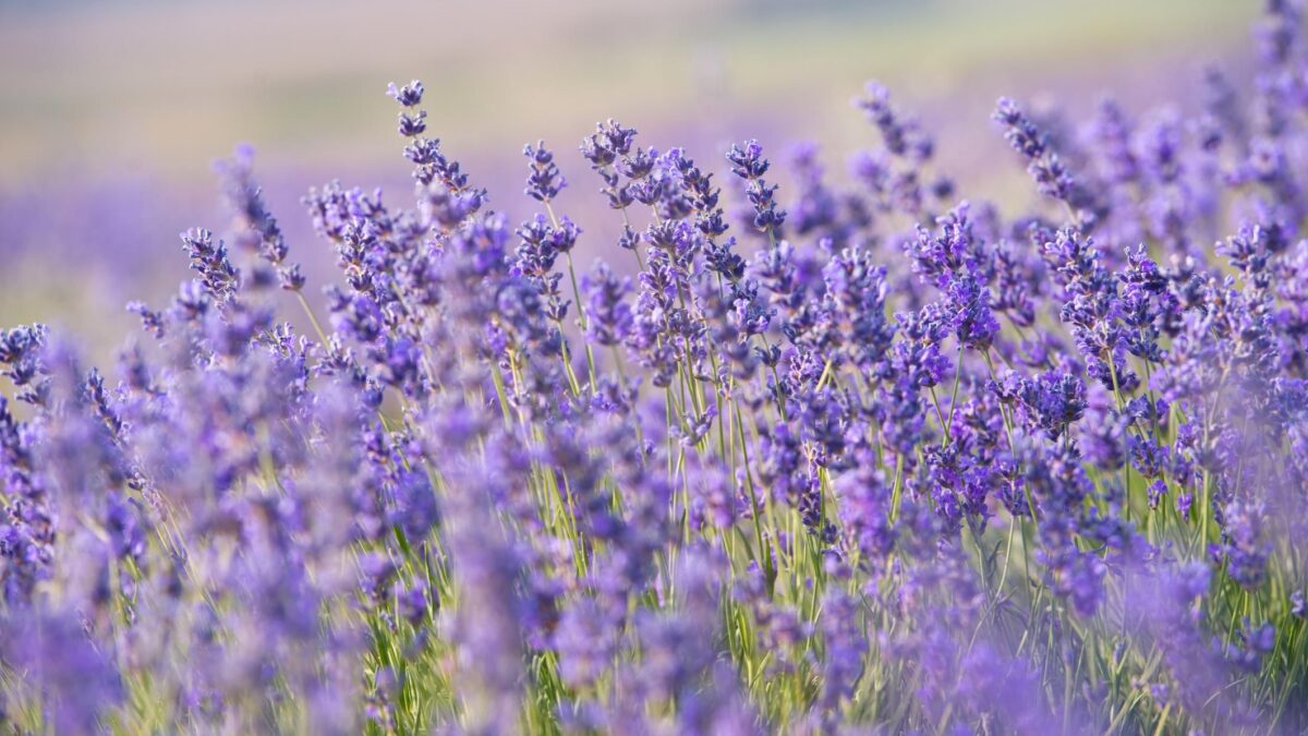Profuma, pulisce, cicatrizza. I mille usi della lavanda