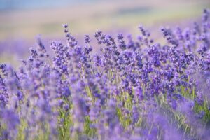 Profuma, pulisce, cicatrizza. I mille usi della lavanda