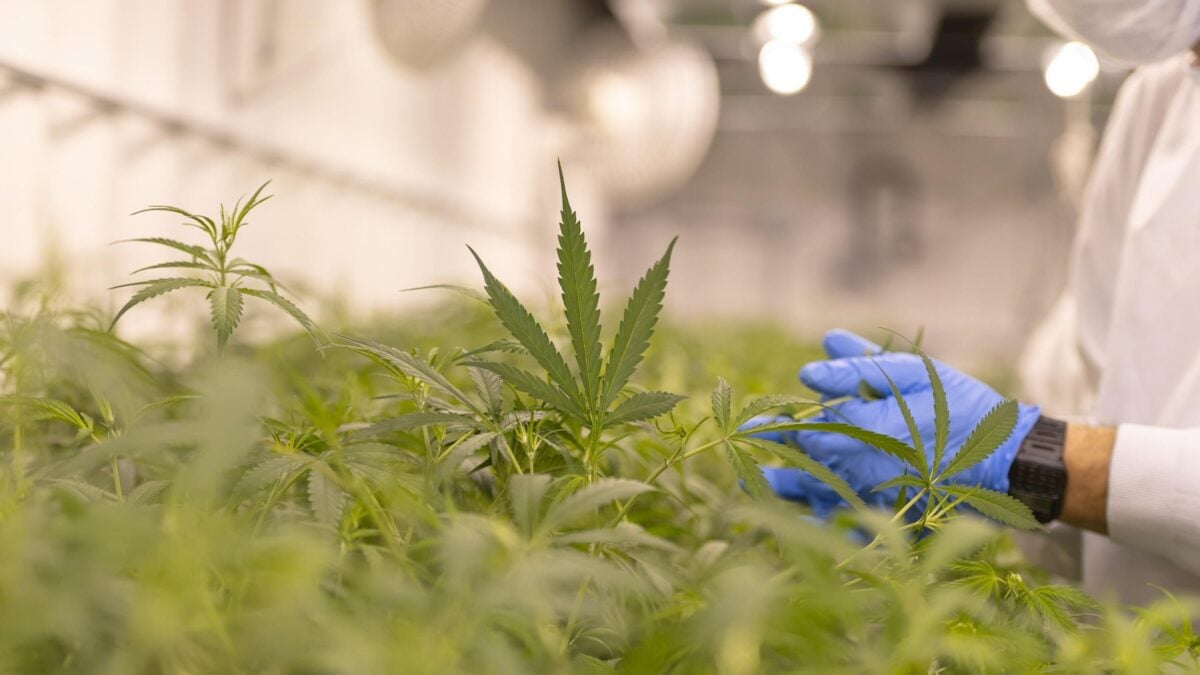 Il nuovo referendum sulla cannabis apre alle coltivazioni su scala industriale