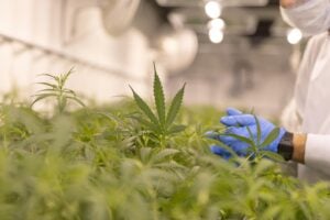 Il nuovo referendum sulla cannabis apre alle coltivazioni su scala industriale
