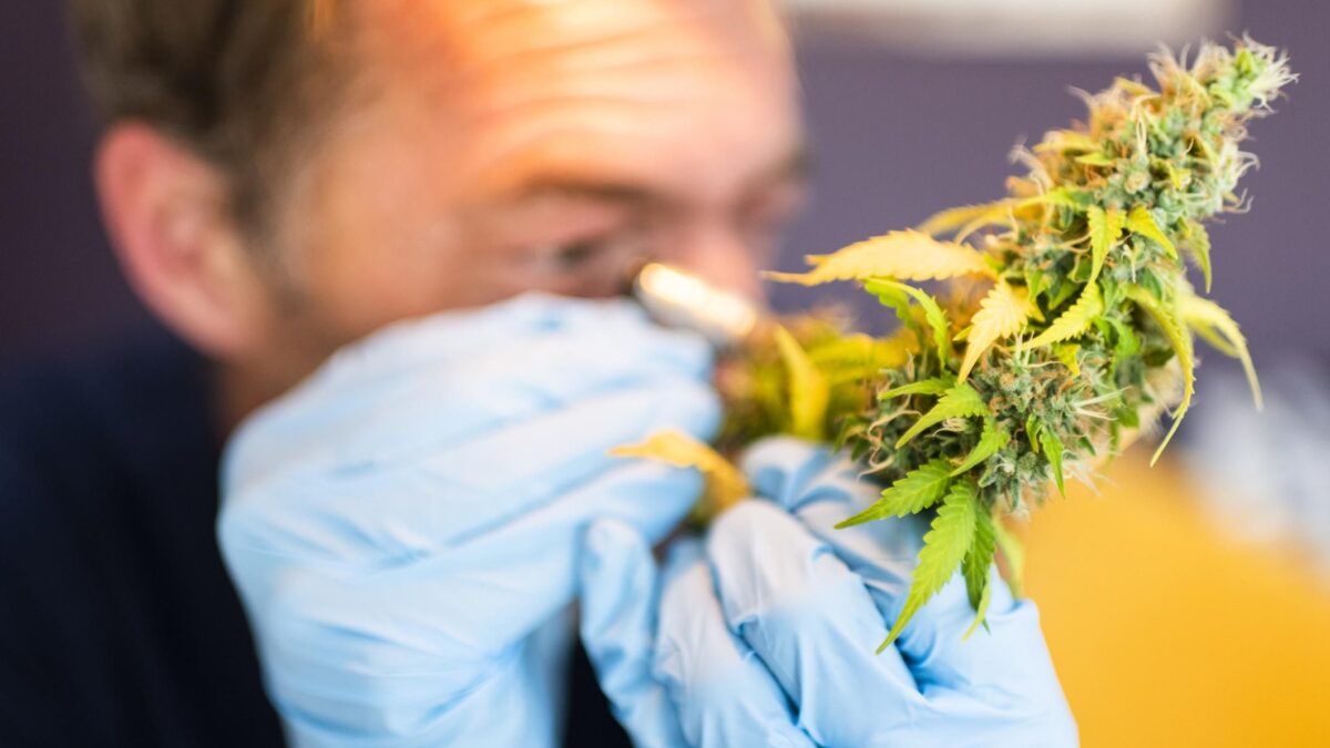 I paladini di droga e aborto liberi si mettono in riga per il green pass