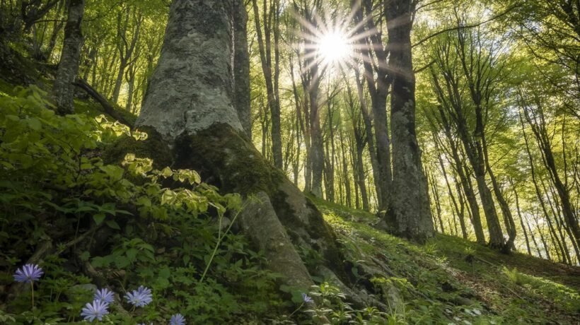 Apriamo lo scrigno verde d’Abruzzo con le sue 73 piante monumentali