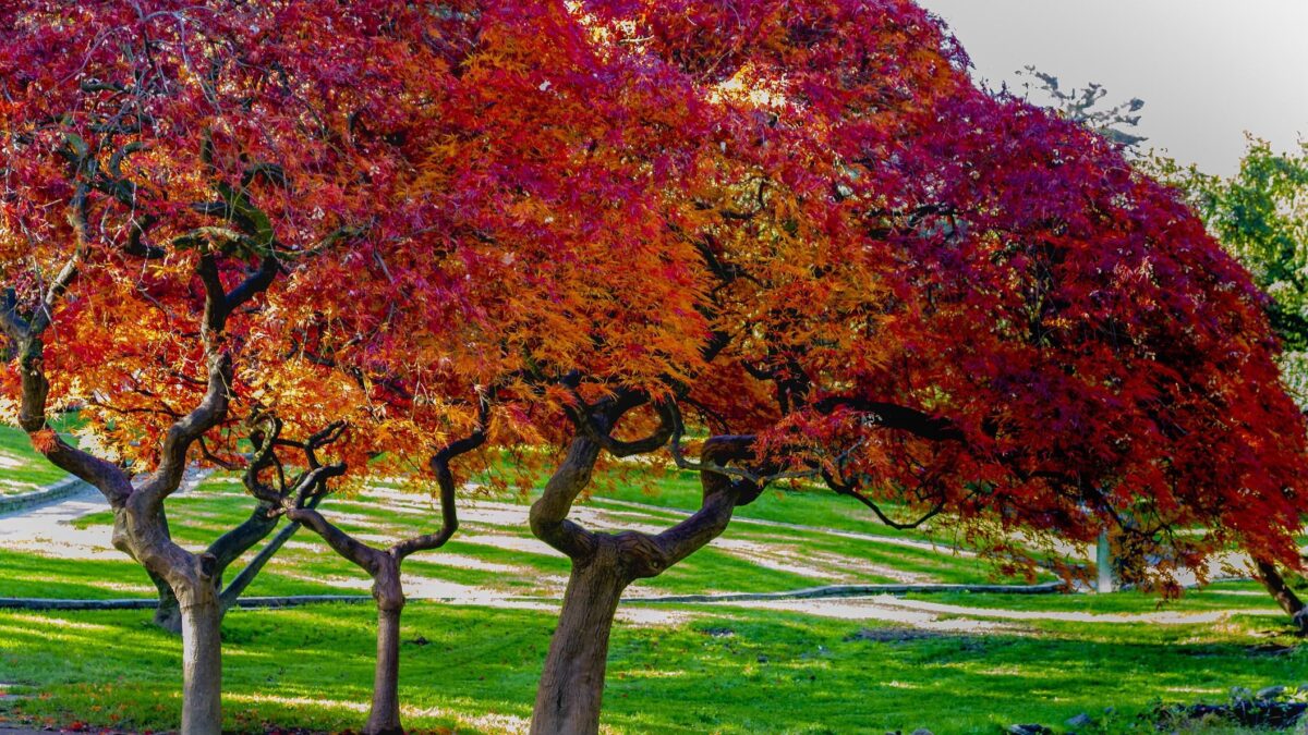 Foliage: alla scoperta dei colori dell’autunno