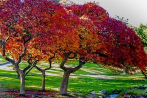 Foliage: alla scoperta dei colori dell’autunno