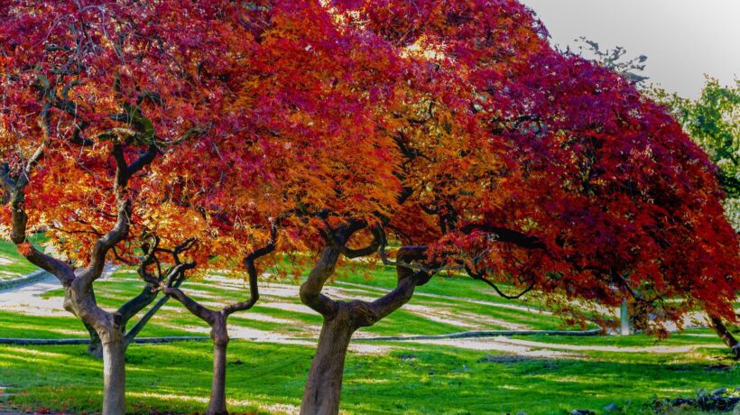 Foliage: alla scoperta dei colori dell’autunno