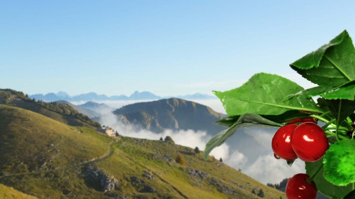 Monte Grappa, memoriale di guerre e delizie