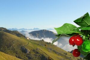 Monte Grappa, memoriale di guerre e delizie