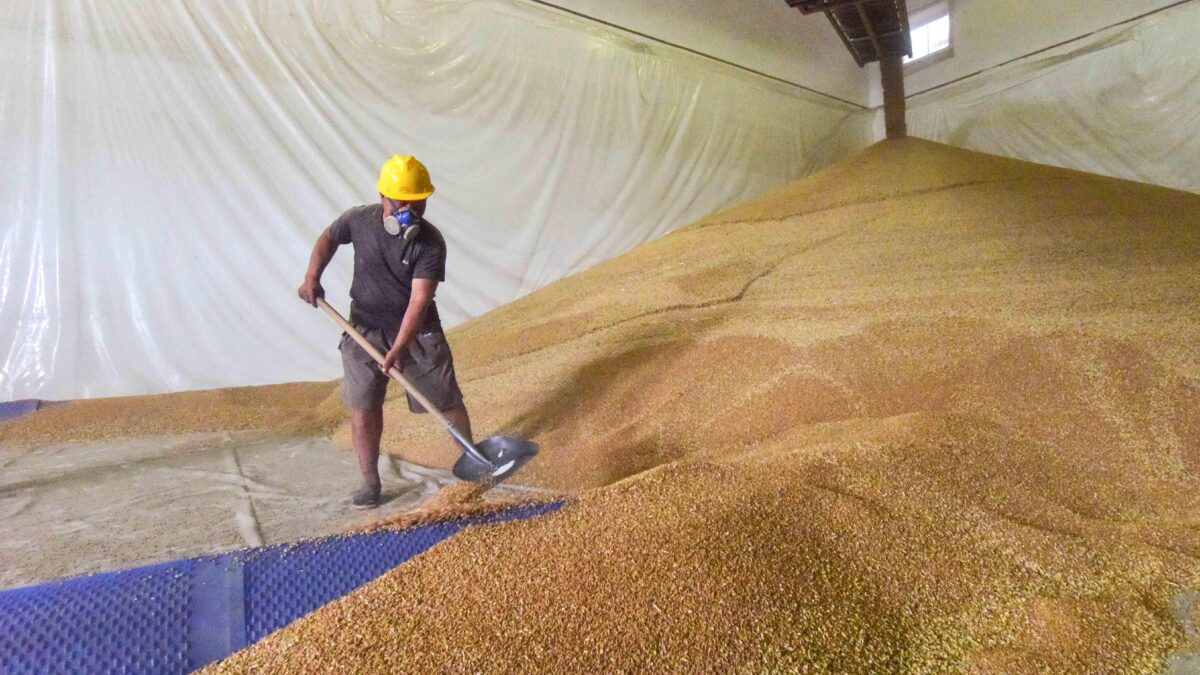 La Cina arraffa il 51% del grano mondiale e affama l’Occidente