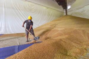 La Cina arraffa il 51% del grano mondiale e affama l’Occidente