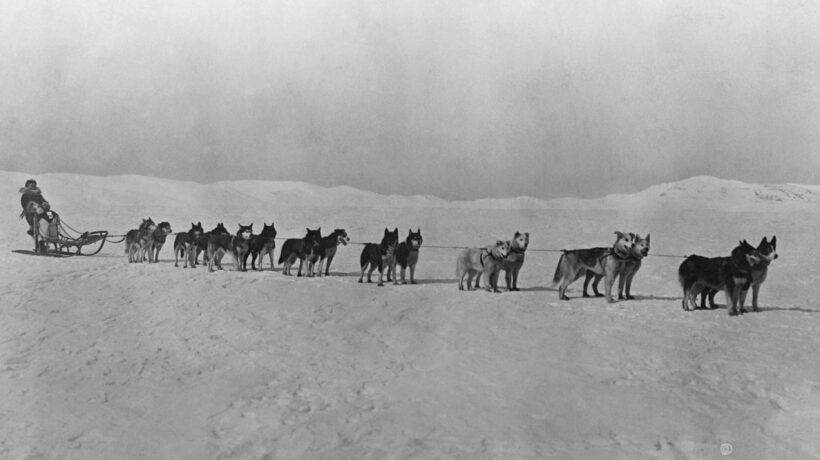 Roald Amundsen alla guida della sua slitta (Getty Images)