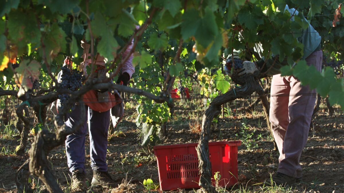 L’Ue equipara il vino alle sigarette: «Fa male alla salute e causa il cancro»