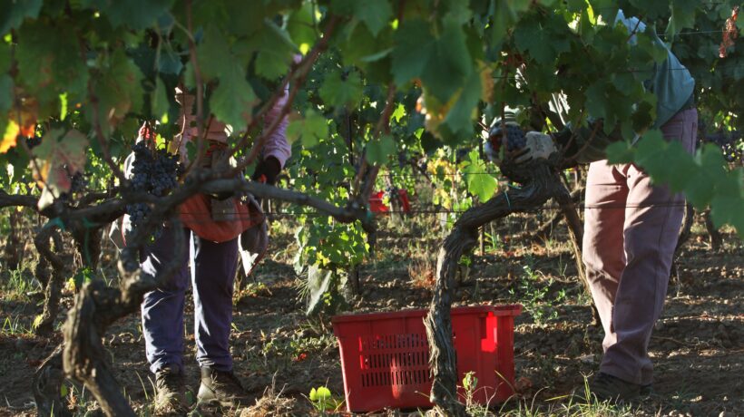L’Ue equipara il vino alle sigarette: «Fa male alla salute e causa il cancro»