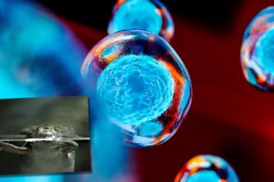 Gli «xenobot» si riproducono da soli: luminosa conquista o incubo catastrofico?