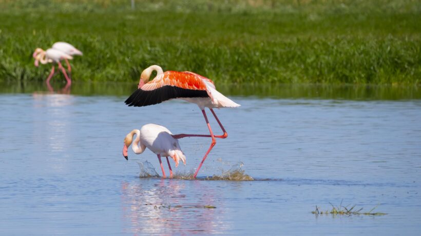 iStock