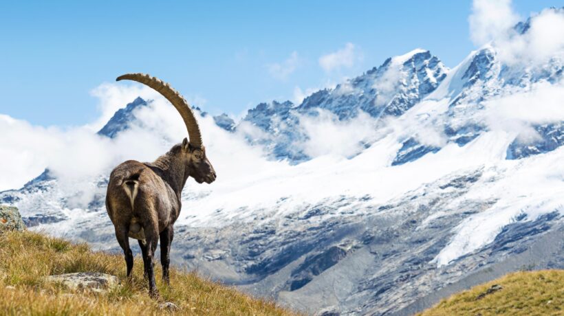 iStock