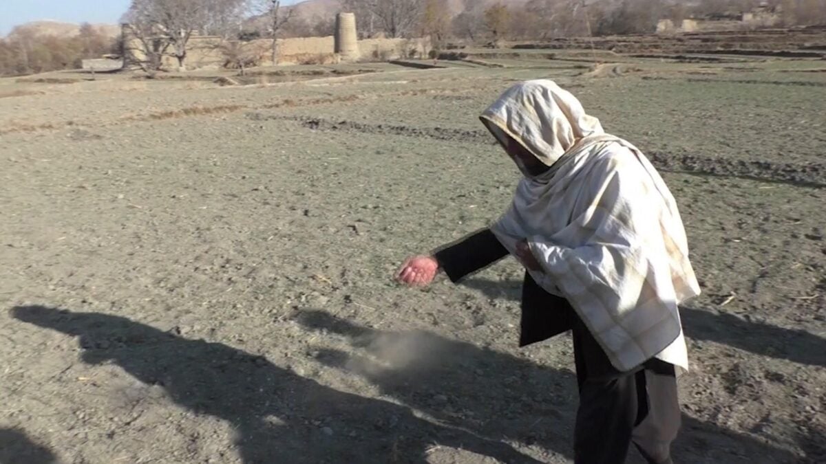 Per sopravvivere, all’Afghanistan non resta che l’oppio. Altro successo di Biden