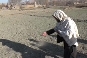 Per sopravvivere, all’Afghanistan non resta che l’oppio. Altro successo di Biden