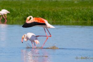 Animali selvatici, ecco dove ammirarli in Italia