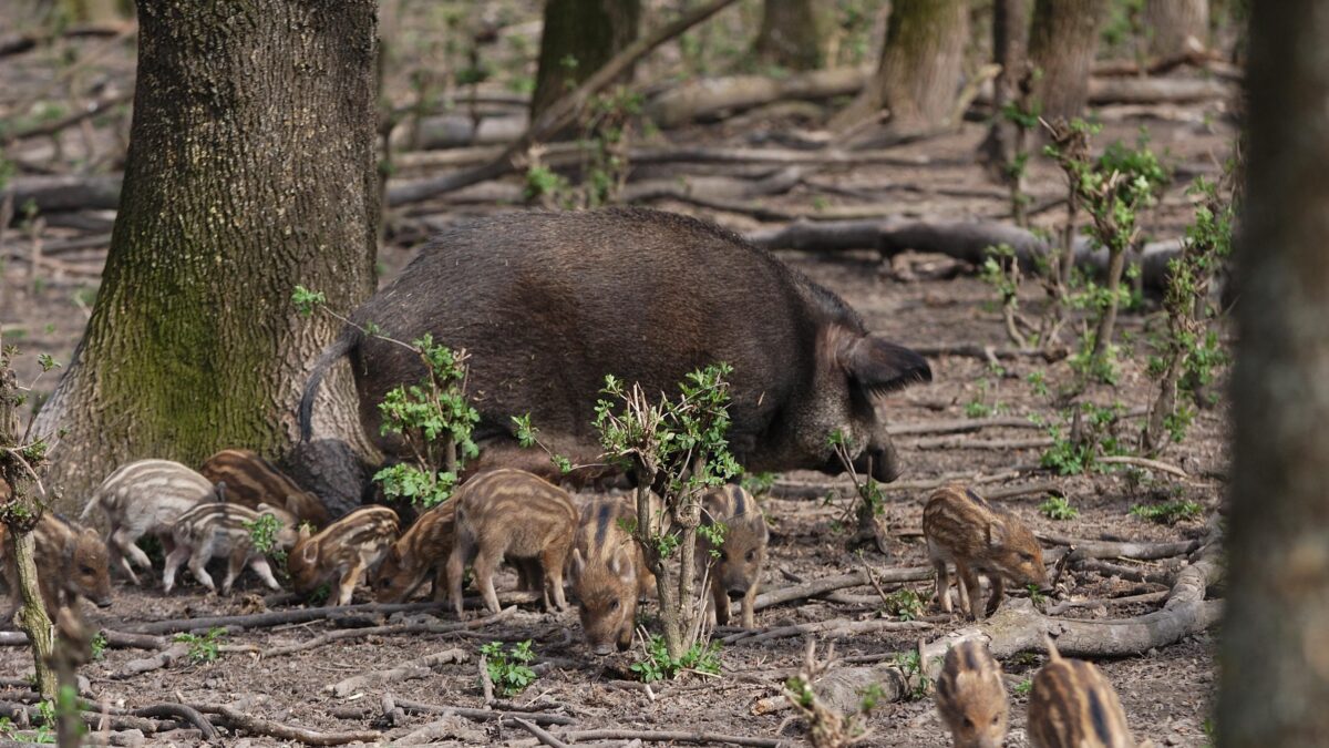 Serrata pure contro la peste suina. Misura inutile che non salva l’export