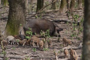 Serrata pure contro la peste suina. Misura inutile che non salva l’export