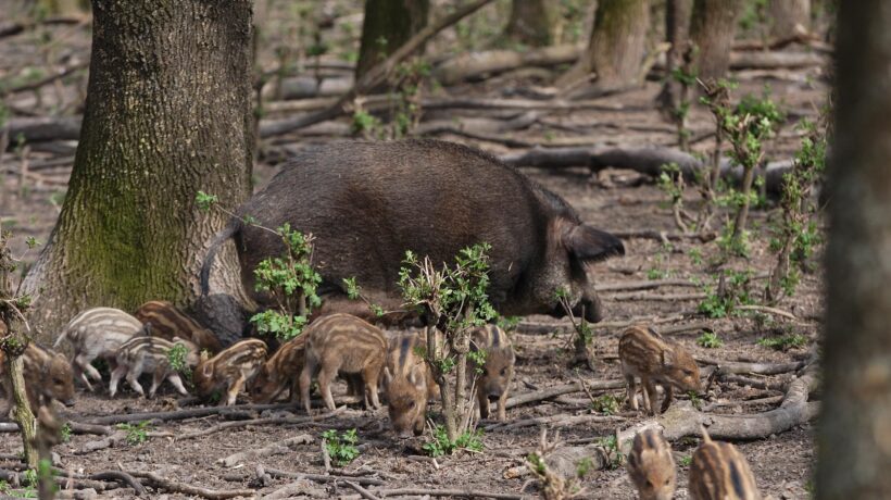 Serrata pure contro la peste suina. Misura inutile che non salva l’export