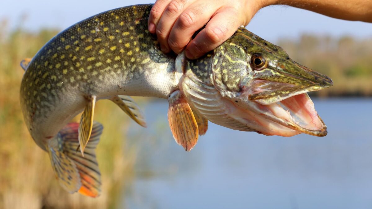 Pesce di lago, questo sconosciuto. Gusto delicato e poche calorie