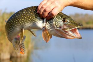 Pesce di lago, questo sconosciuto. Gusto delicato e poche calorie