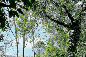 L’albero solitario sospeso tra le vie di Napoli