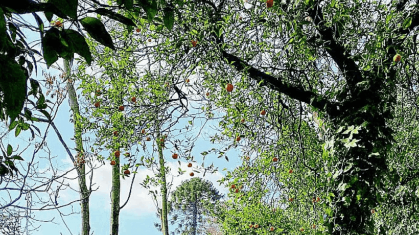 L’albero solitario sospeso tra le vie di Napoli