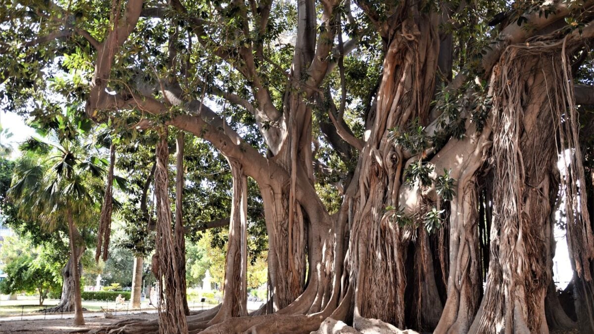 Un ficus così grande da essere la «coop vegetale» di Palermo
