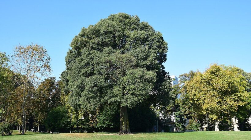 Il bagolaro del Parco del Valentino che i bimbi scambiano per guardiano