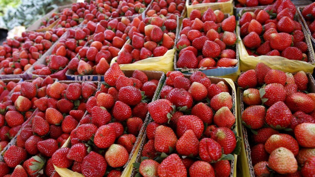 I costi troppo alti mettono a rischio la coltivazione di pomodori e fragole