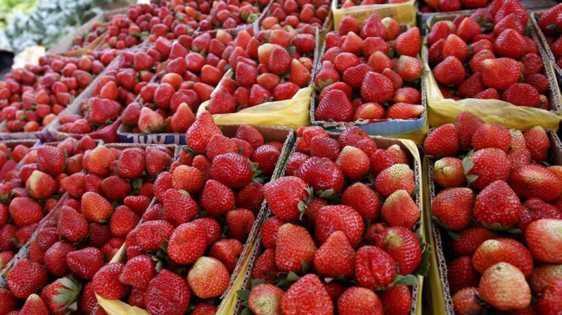 I costi troppo alti mettono a rischio la coltivazione di pomodori e fragole