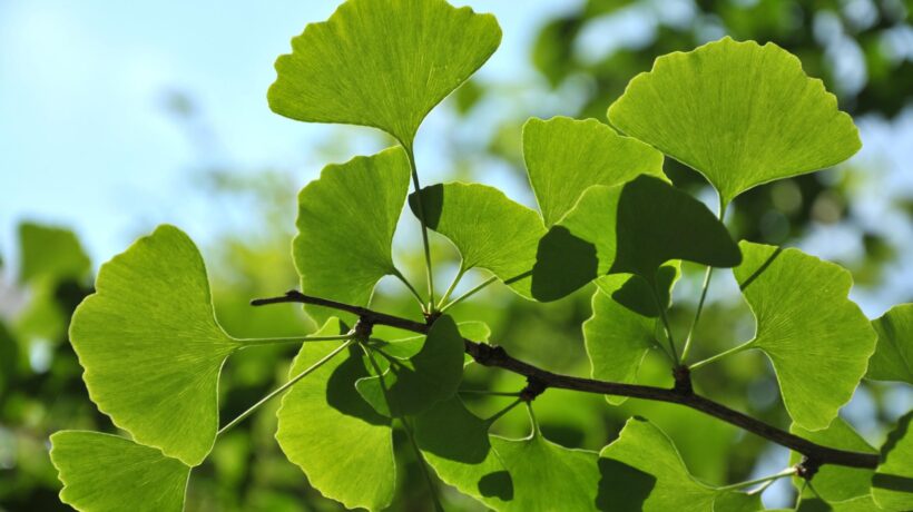 L’amore impossibile dei ginkgo di Verona, due bicentenari accanto a Giulietta