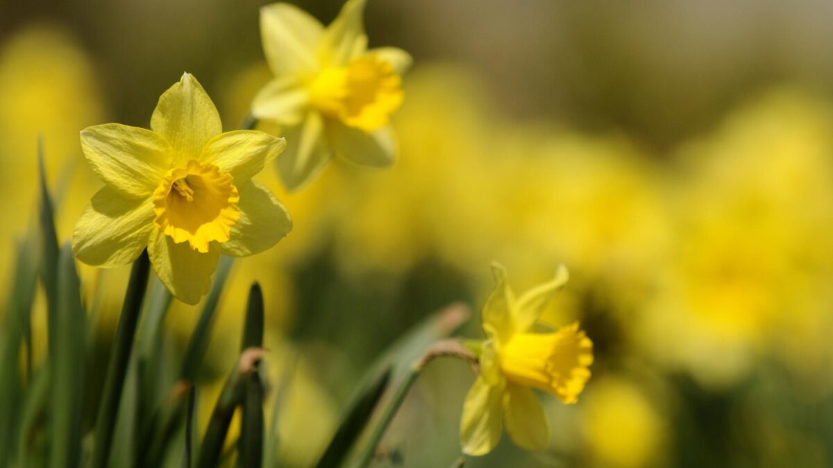 Testa reclinata ma molto vanitosi. La primavera è una sfilata di narcisi