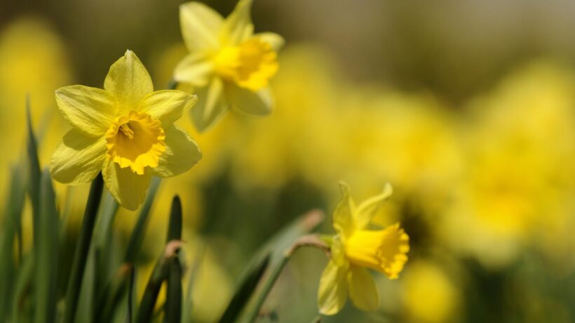 Testa reclinata ma molto vanitosi. La primavera è una sfilata di narcisi