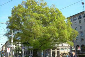 La quercia ultracentenaria di Milano piantata in onore degli alpini caduti