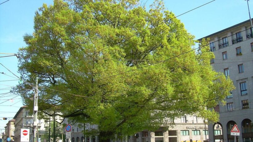 La quercia ultracentenaria di Milano piantata in onore degli alpini caduti