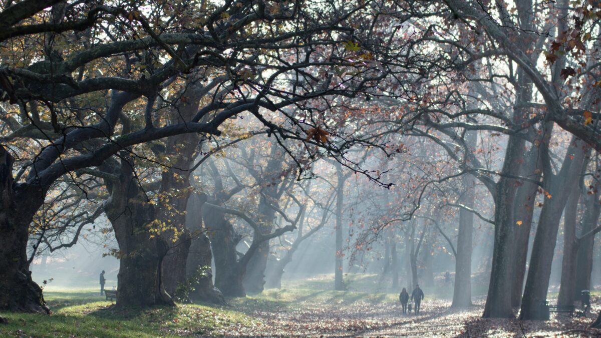 Dall’Orto botanico all’Insugherata le tante oasi di verde nella città del caos