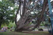 I due alberi più famosi di Ferrara sembrano dei ragni con le stampelle