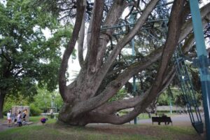 I due alberi più famosi di Ferrara sembrano dei ragni con le stampelle