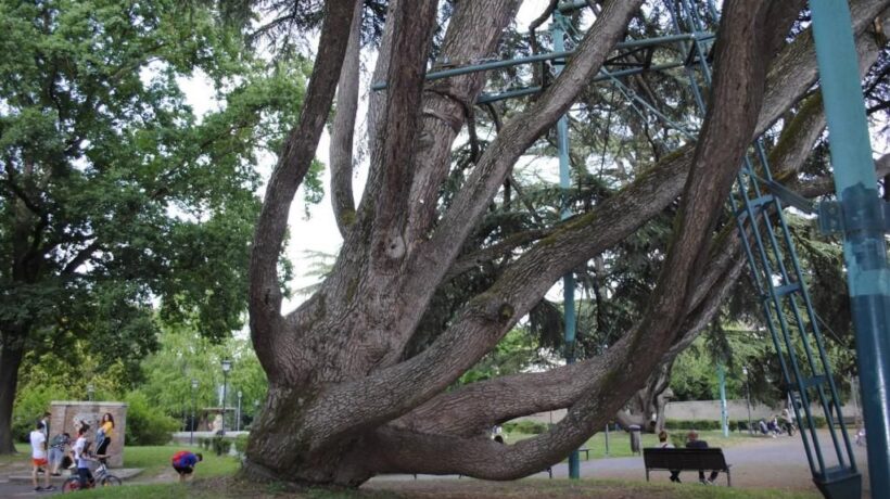 I due alberi più famosi di Ferrara sembrano dei ragni con le stampelle